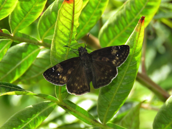 Zarucco Duskywing